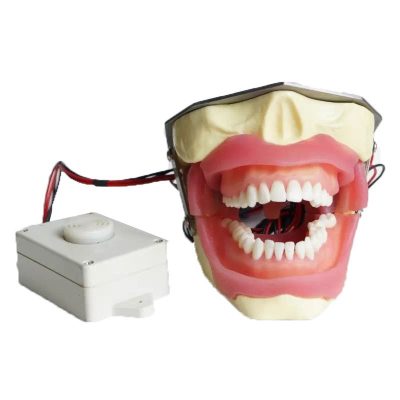 Dental Anaesthesia Training Model with Buzzer – 13 Sites