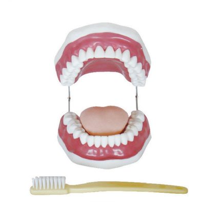 Dental Care Model – 28 Teeth