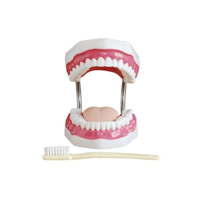 Dental Care Model – 32 Teeth