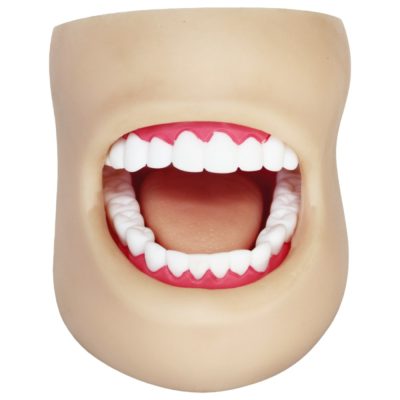 Dental Care Model with Cheek