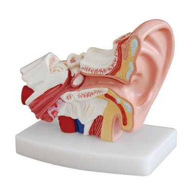 Desktop Ear Model – 1.5× Enlarged