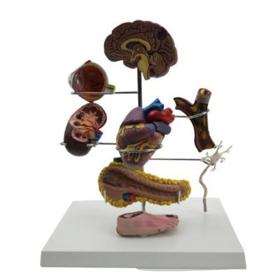 Diabetes Education Model