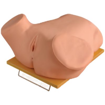 Diagnostic Curettage & Gynaecological Examination Model