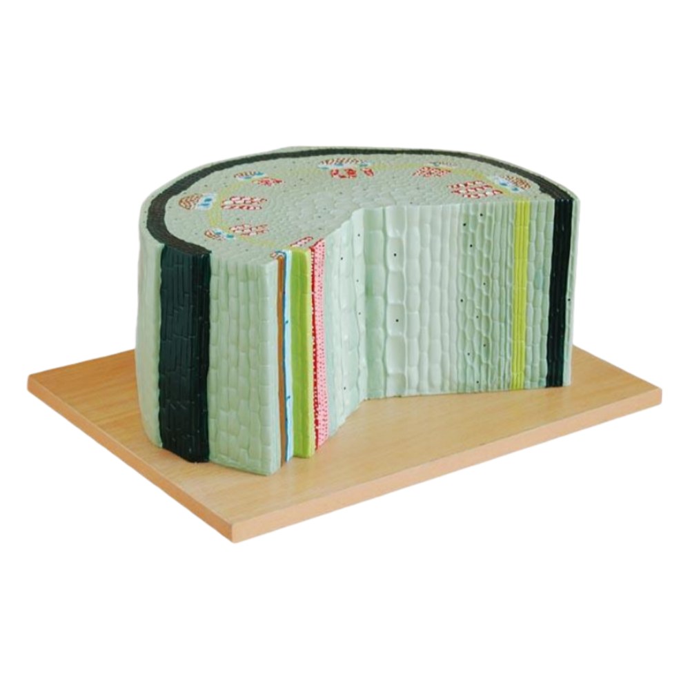 Dicot Stem Structure Model