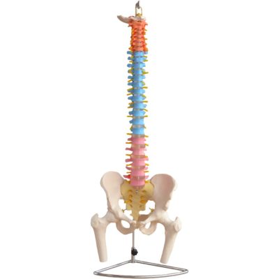 Didactic Colour-Coded Spine with Pelvis & Femur Heads – Life Size