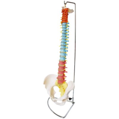Didactic Colour-Coded Spine with Pelvis – Life Size