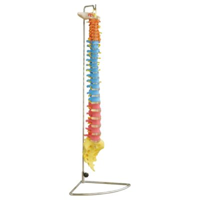Didactic Colour-Coded Vertebral Column – Life Size