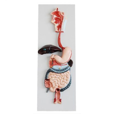Digestive System Model – Life Size, 3 Parts