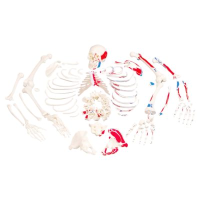 Disarticulated Skeleton with Painted Muscles – Life Size