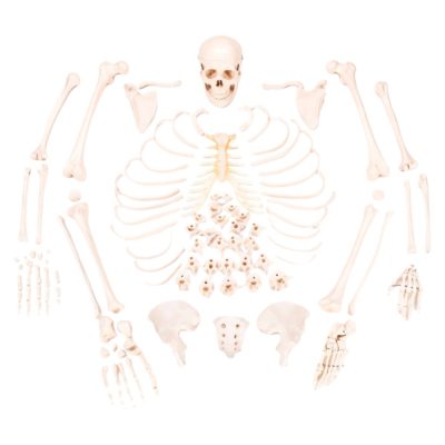 Disarticulated Skeleton with Skull – Life Size