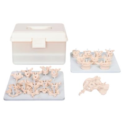 Disarticulated Vertebral Column – Life Size