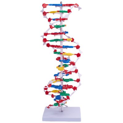 DNA Double Helix Model on Stand