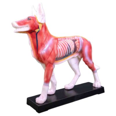 Dog Acupuncture Model – 72 Points