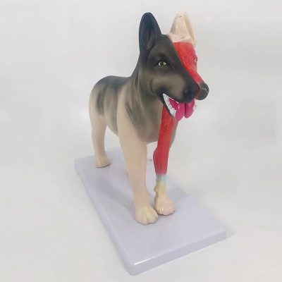 Dog Anatomy Model