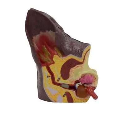 Dog Ear Model – Normal & Otitis