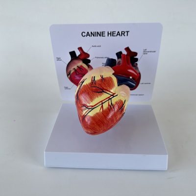 Dog Heart Anatomy Model