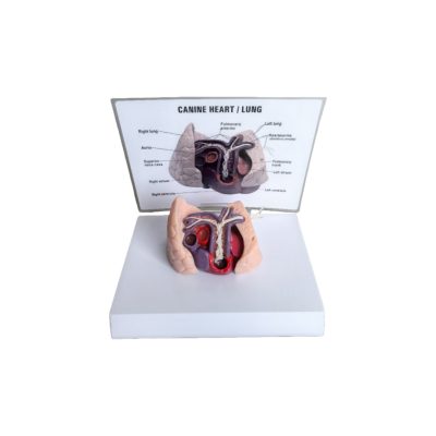 Dog Heart & Lung Model