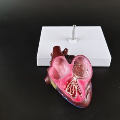 Dog Heartworm Model