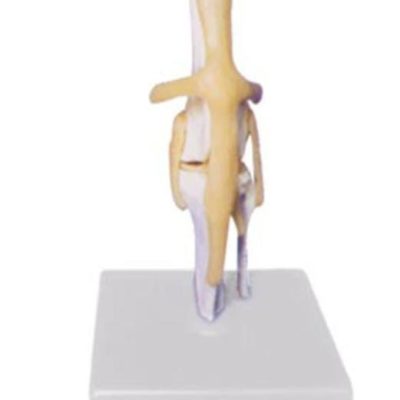 Dog Joint Model