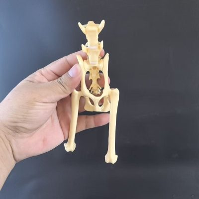 Dog Pelvis Model
