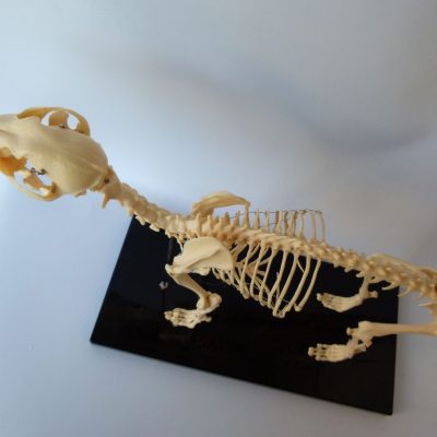 Dog Skeleton Model