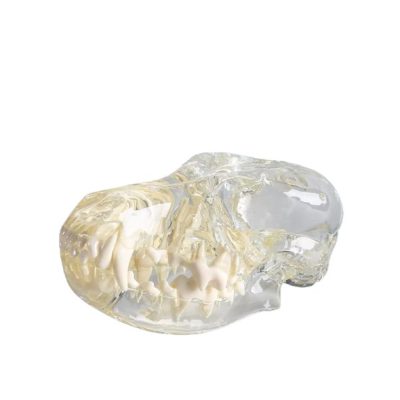 Dog Skull Model – Transparent