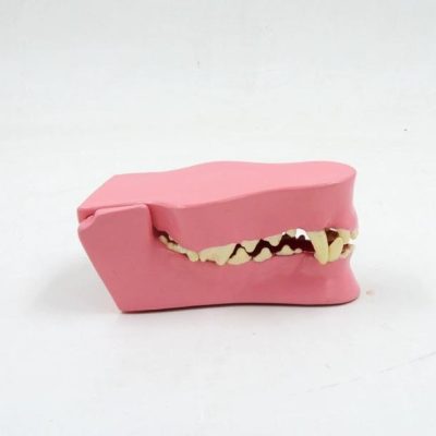 Dog Teeth Model – Style 2