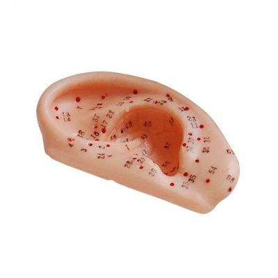 Ear Acupuncture Model – 13 cm