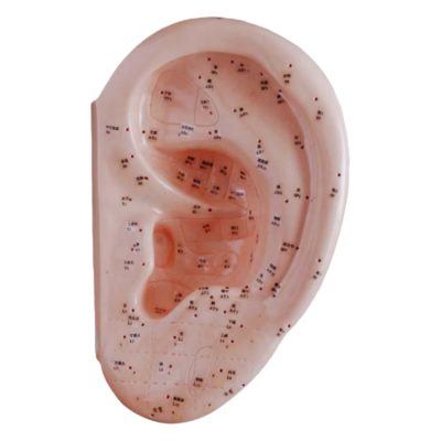 Ear Acupuncture Model – 40 cm
