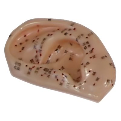 Ear Acupuncture Model – Life Size