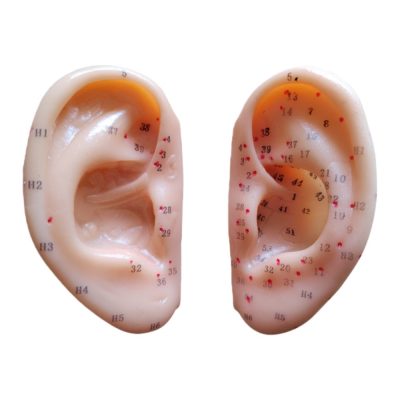 Ear Acupuncture Model – Life Size, Pair