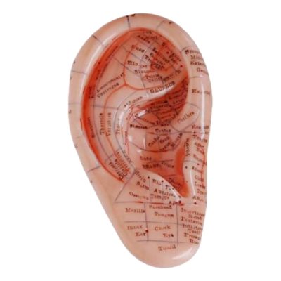 Ear Massage & Reflex Model – 12 cm