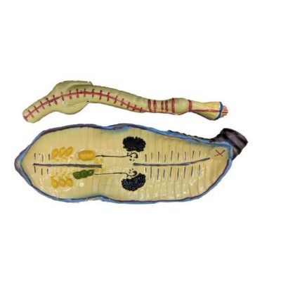 Earthworm Anatomy Model