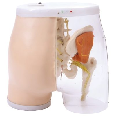 Electronic Gluteal IM Injection Model with Transparent Side