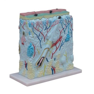 Enlarged Skin Model – 105× Cross Section