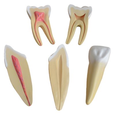 Enlarged Teeth Model Set – Incisor, Canine & Molar (12×)