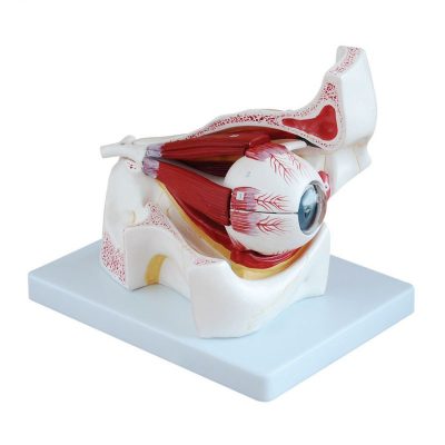 Eye in Orbit Model – 3× Enlarged, 10 Parts
