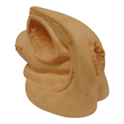 Female Genital Organs Model with Catheterisation Function