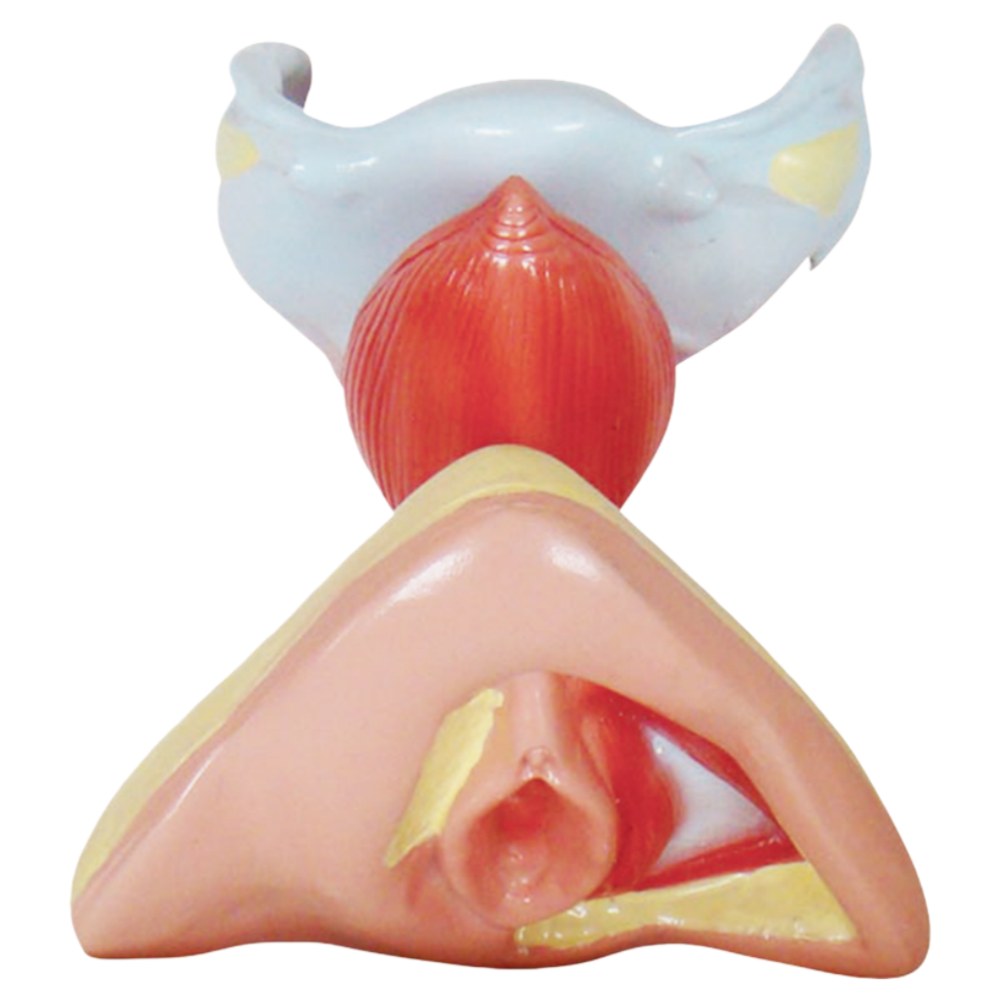 Female Internal & External Genital Organs Model – Life Size