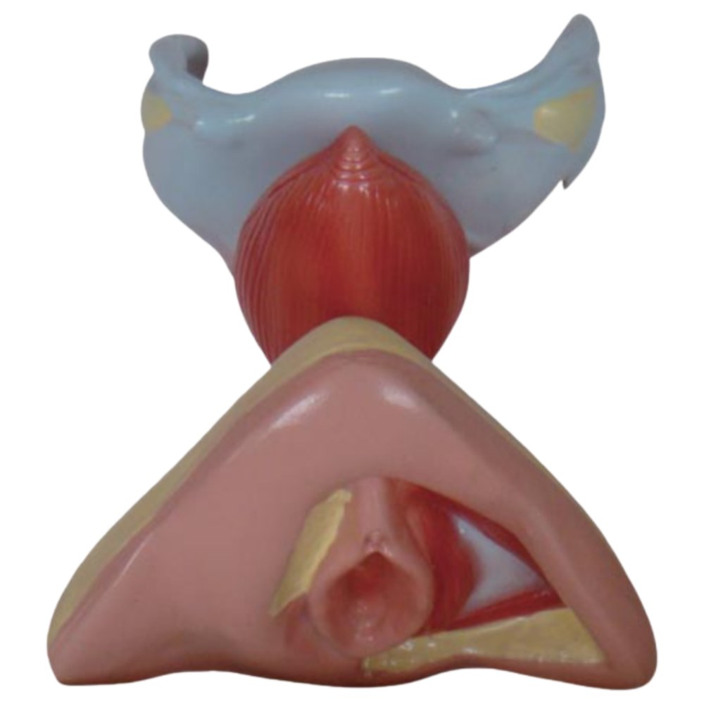 Female Internal & External Genital Organs Model – Life Size - Image 2