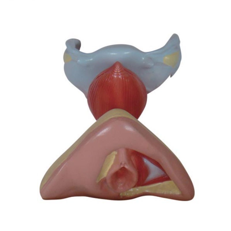 Female Internal & External Genital Organs Model – Life Size - Image 3