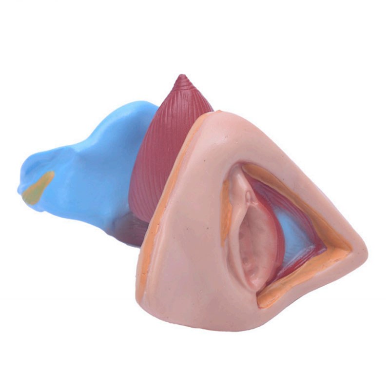 Female Internal & External Genital Organs Model – Life Size - Image 4