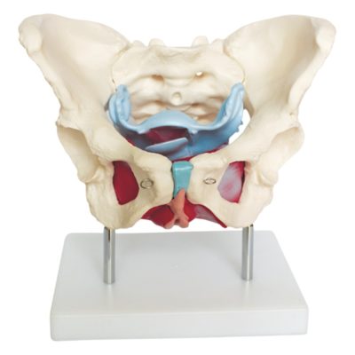 Female Pelvic Muscles & Organs Model – Natural Size