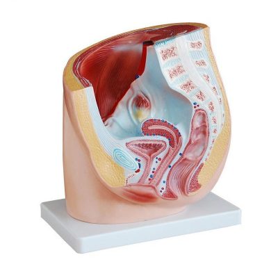 Female Pelvis Median Section Model – 1 Part