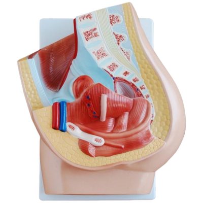Female Pelvis Median Section Model – 2 Parts