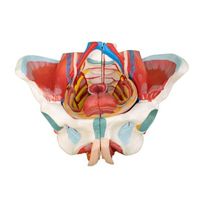 Female Pelvis Model – Life Size