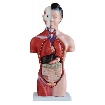 Female Torso – 42 cm, 15 Parts