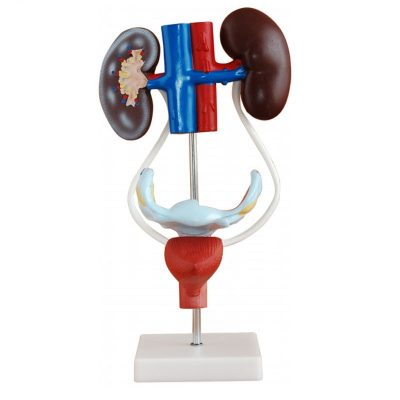 Female Urogenital System Model