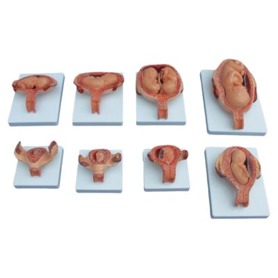 Fetal Development Model Set – Half Size, 8 Parts