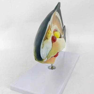 Fish Anatomy Model